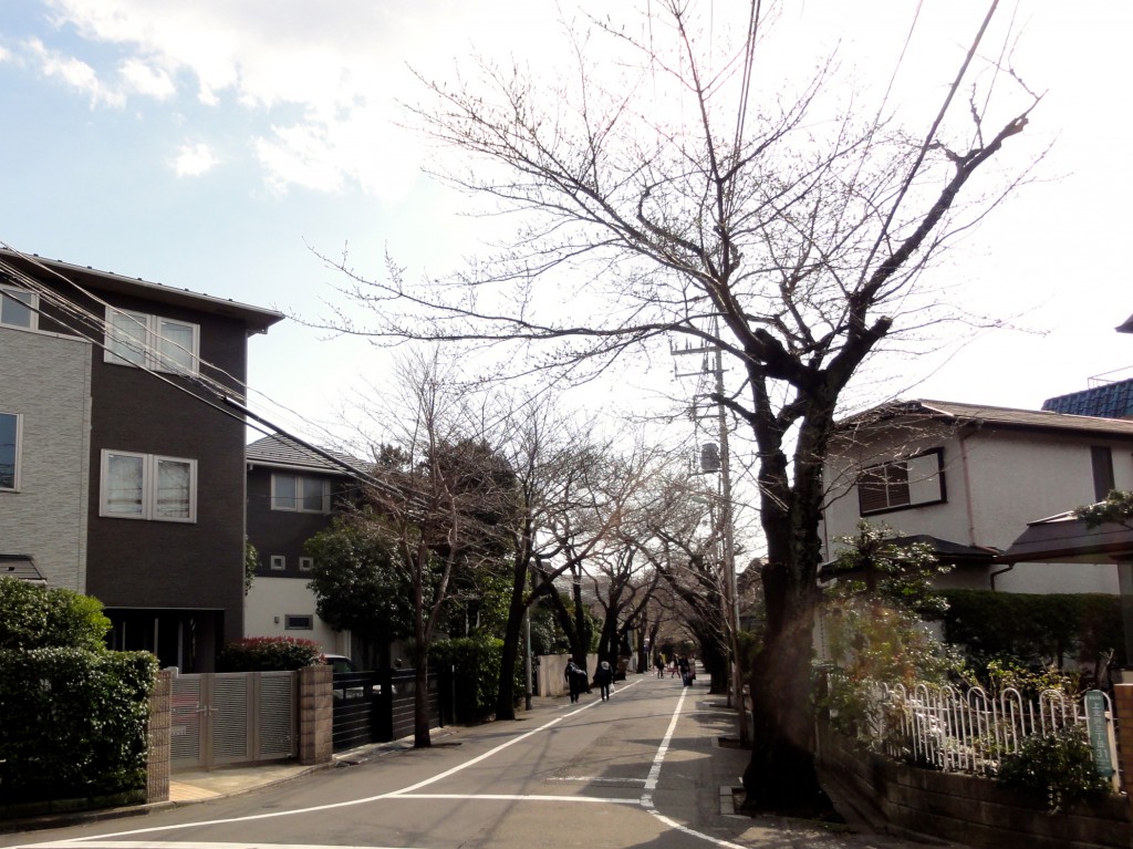 上北沢　桜並木