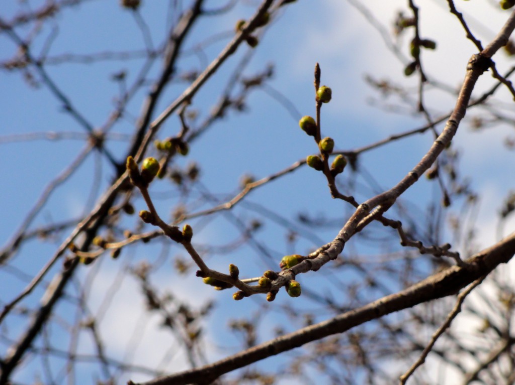 上北沢 桜並木 つぼみ