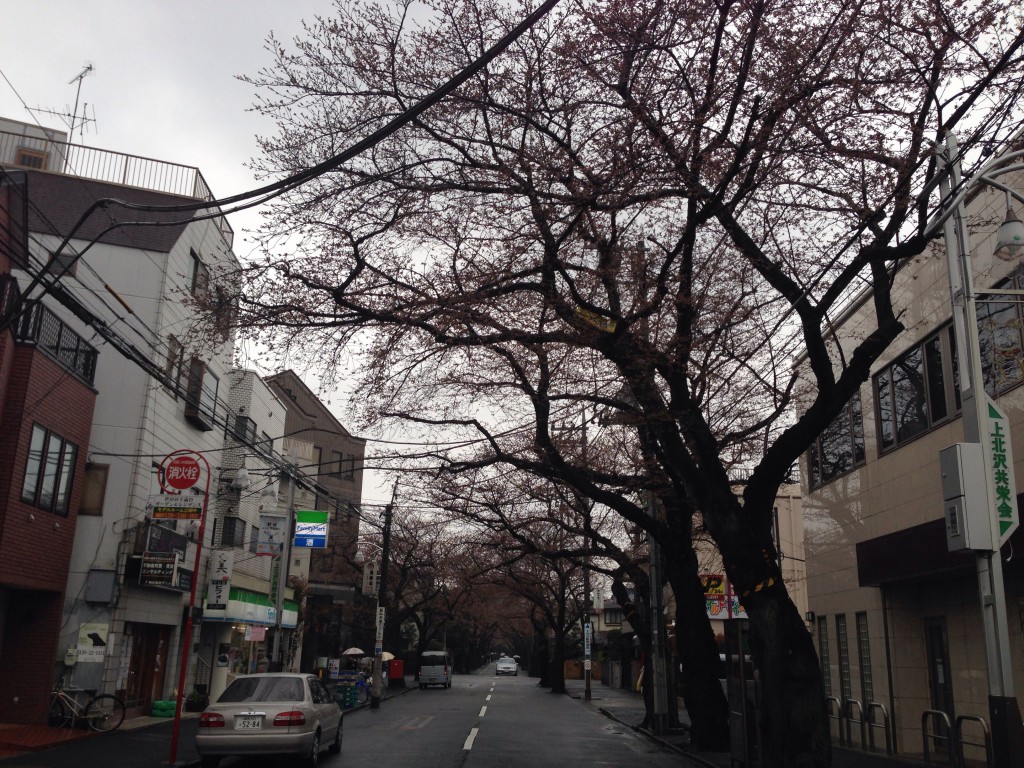 上北沢　桜並木