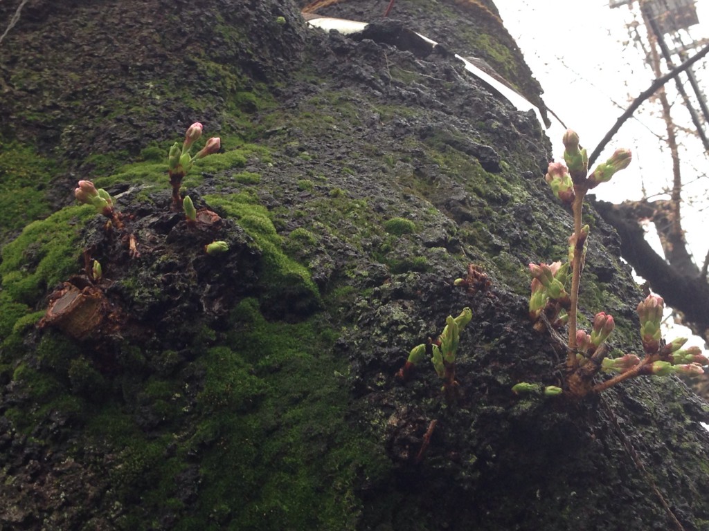 上北沢　桜並木