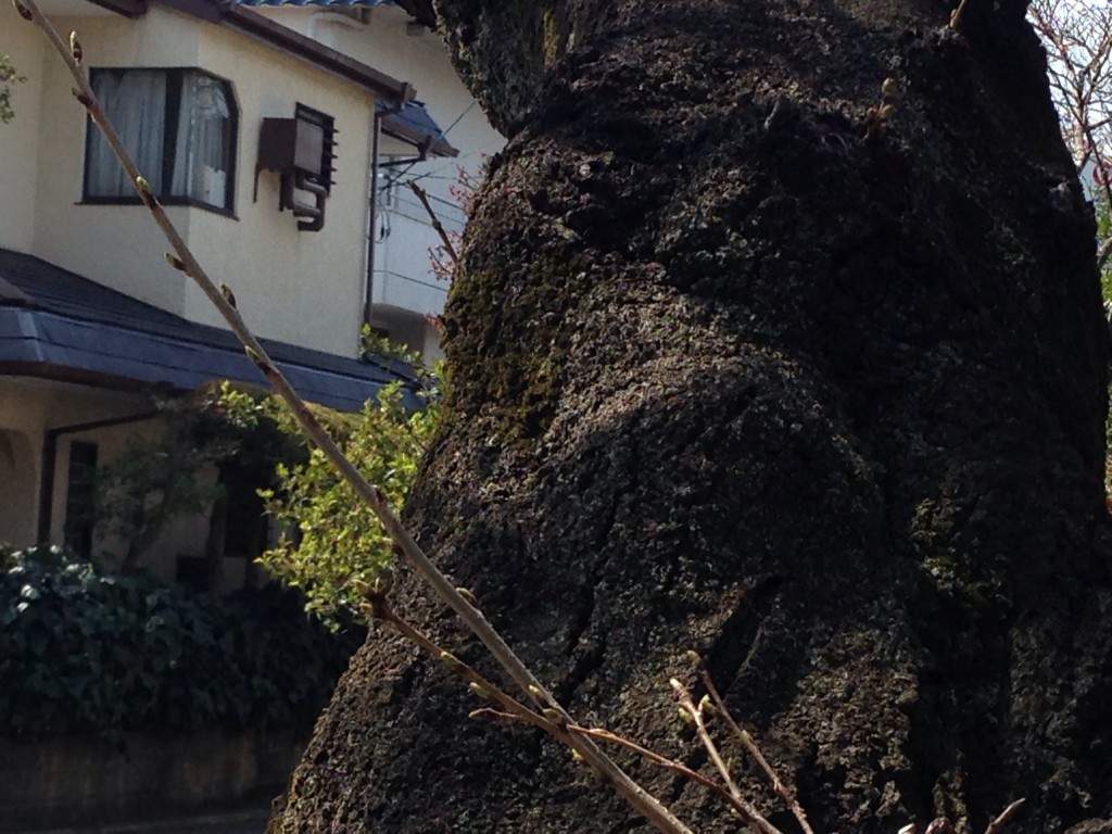 上北沢　桜並木