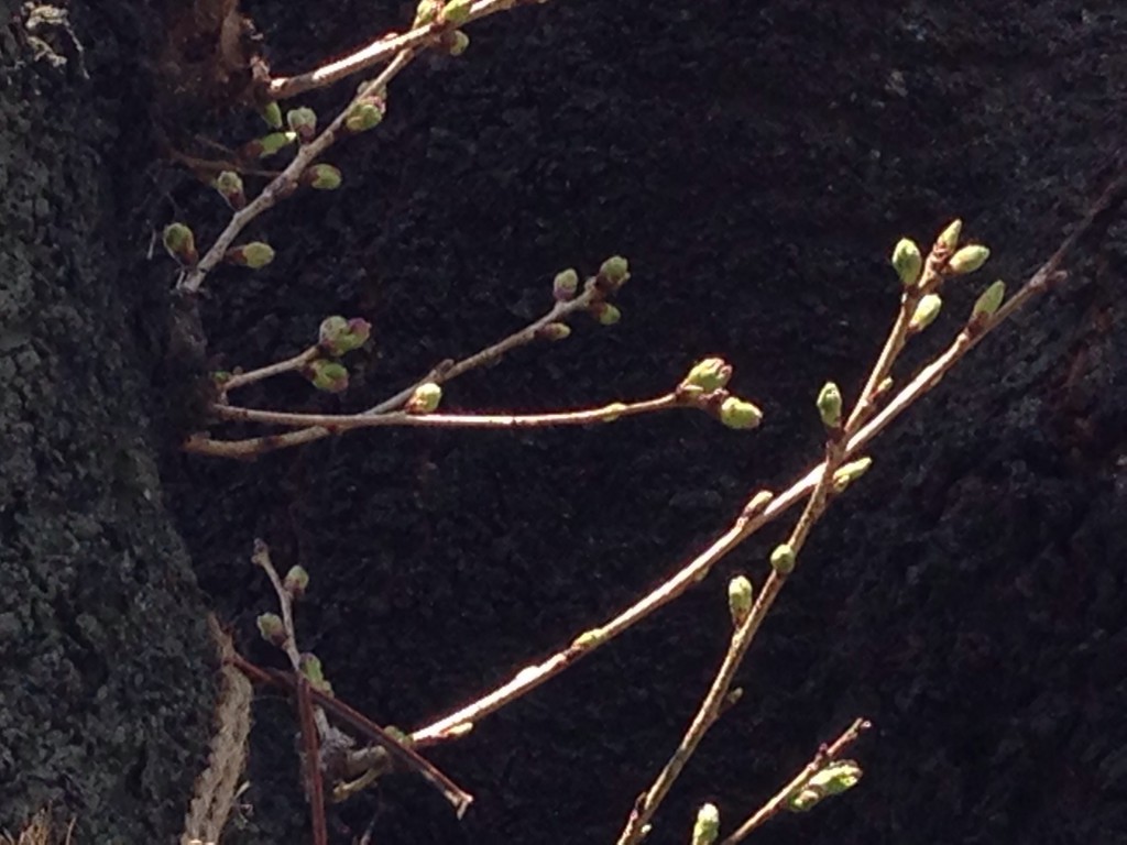 上北沢　桜並木