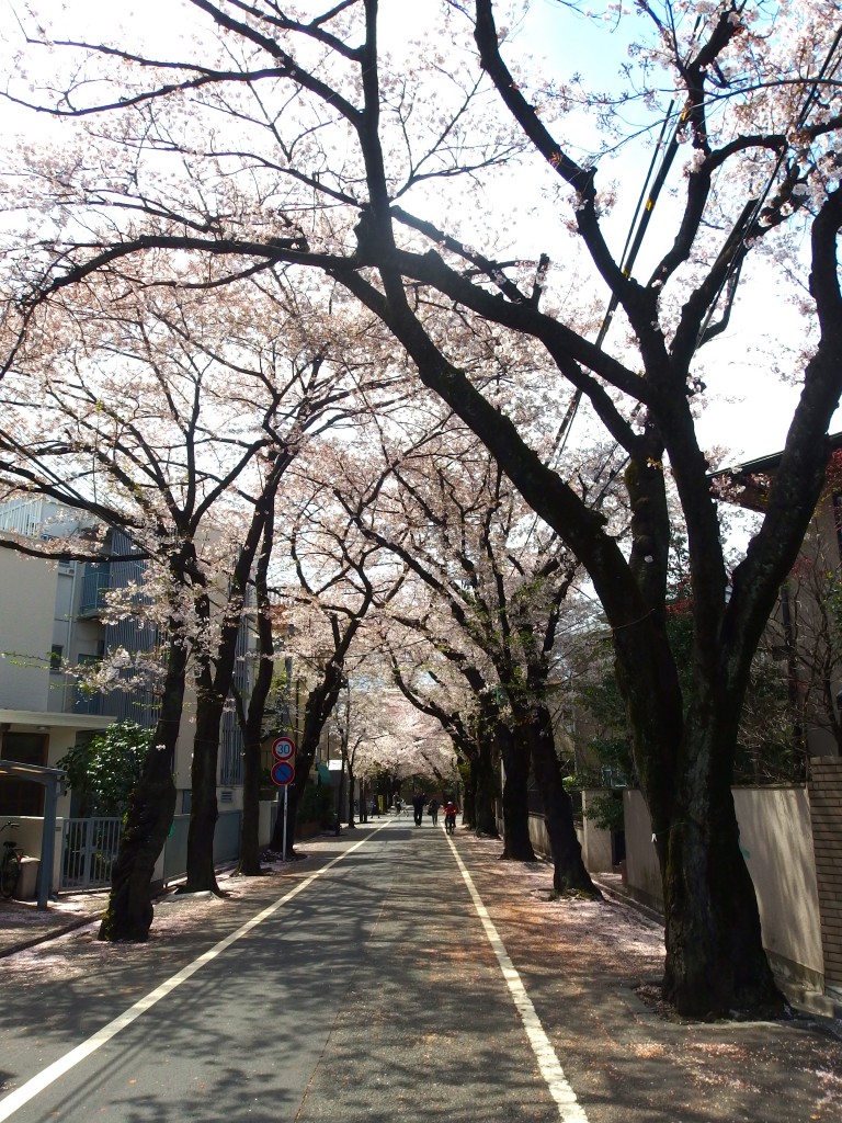 第２８回上北沢桜祭り