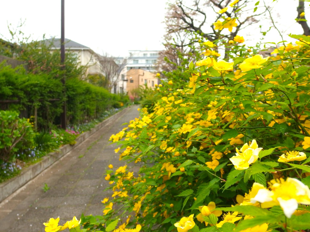 北沢川緑道