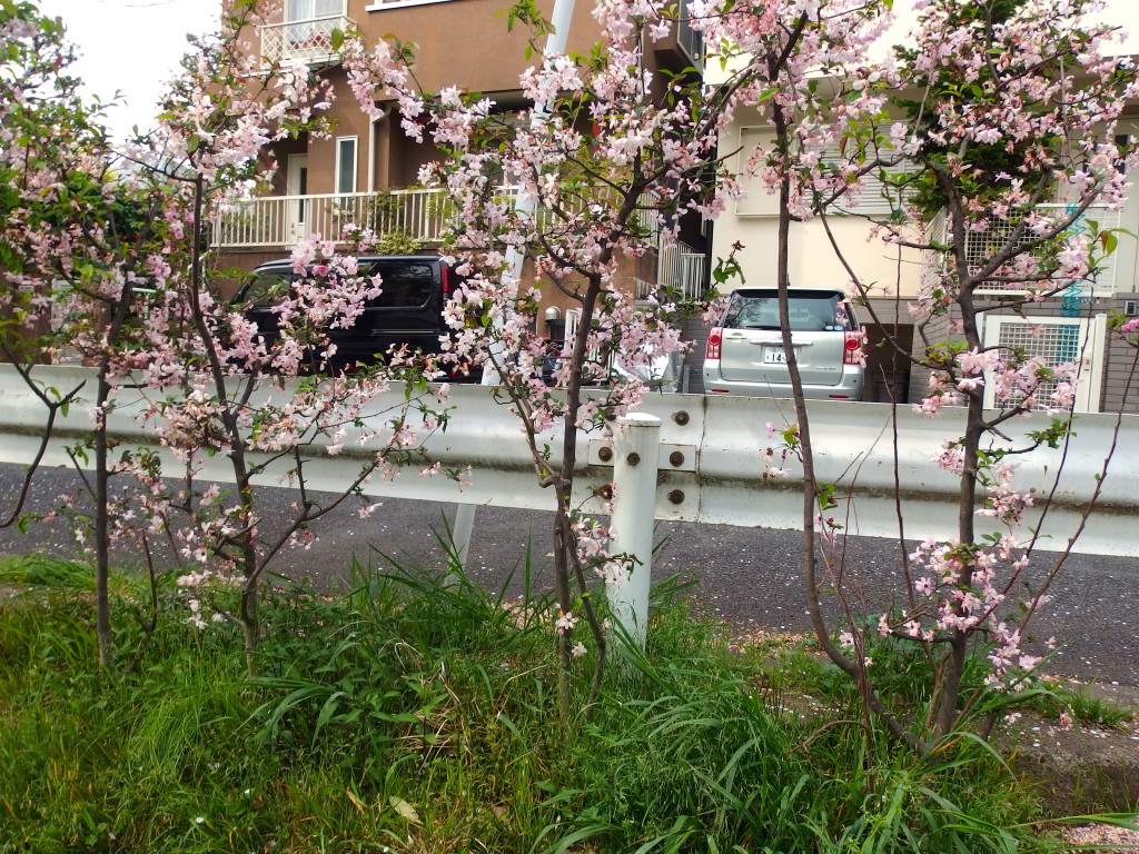 北沢川緑道