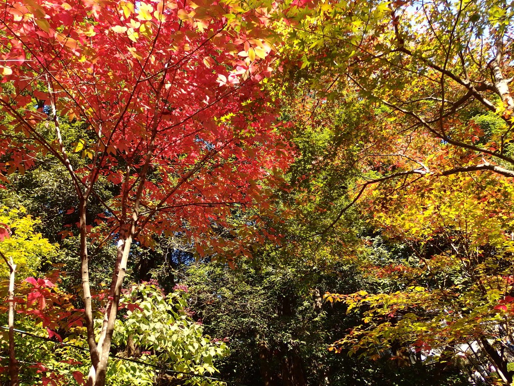 高尾山 紅葉