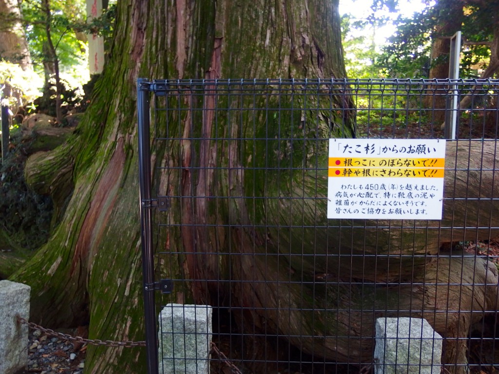 高尾山 たこ杉