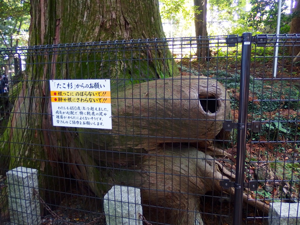 高尾山 たこ杉