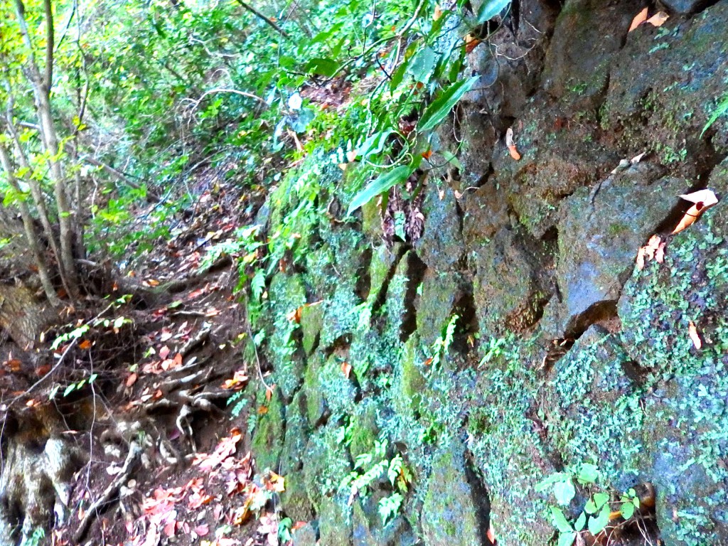 高尾山 4号路 上り